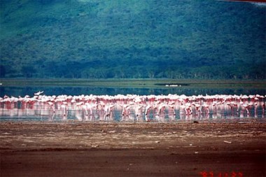 440px-Flamingos_at_lake_Nakuru7