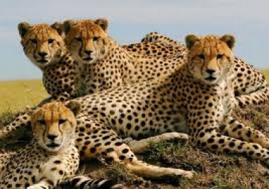 Cheetahs-in-Kenya