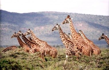 africa-animals-giraffes-38534
