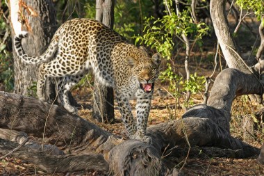 leopard-wildcat-big-cat