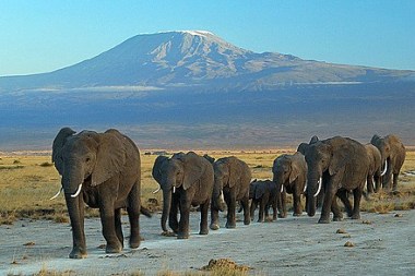 440px-Elephants_at_Amboseli_national_park_against_Mount_Kilimanjaro